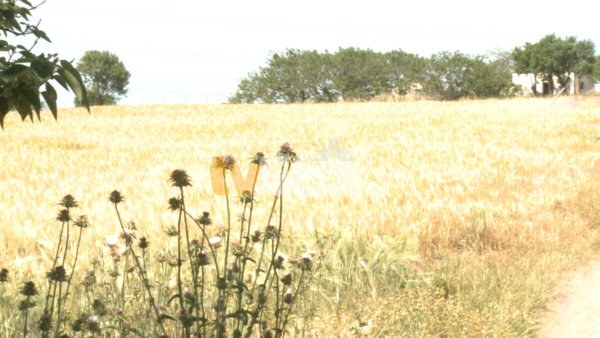 Συνάντηση με τον Υφυπουργό Αγροτικής Ανάπτυξης είχαν οι αγρότες της Θήβας