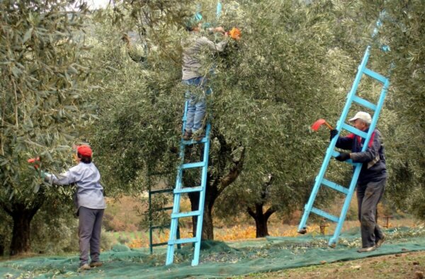 Λαμία: Διαμαρτύρονται οι ελαιοπαραγωγοί την Παρασκευή στην Πλατεία Ελευθερίας- Ποια τα αιτήματά τους