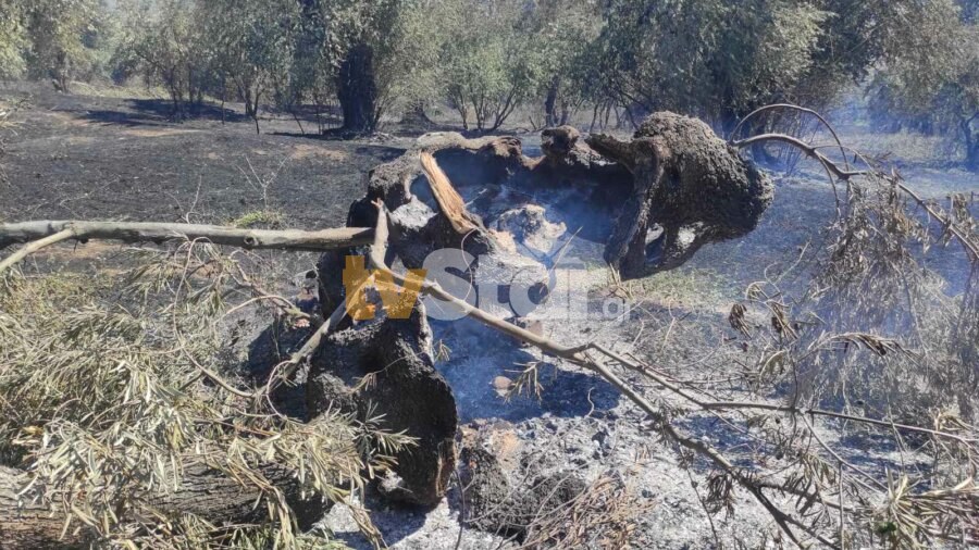 Στάχτη 3.000 στρέμματα γεωργικής έκτασης στην Ιτέα – Κάηκαν υπεραιωνόβια δέντρα στην Άμφισσα(ΦΩΤΟ) | e-sterea.gr