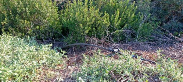 Κωπαίδα: Τέσσερεις προσαγωγές, τρεις συλλήψεις για τη νέα χασισοφυτεία “μαμούθ”