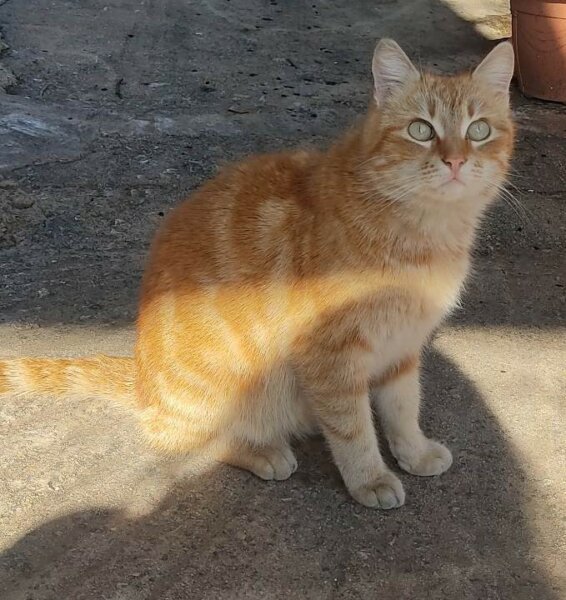 Κλεισμένοι σε αποθήκη οικίσκοι που αγοράστηκαν για αδέσποτες γατούλες
