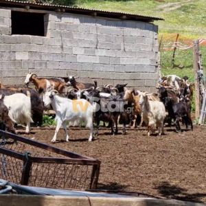 ΤΑ ΣΗΜΑΝΤΙΚΟΤΕΡΑ ΝΕΑ