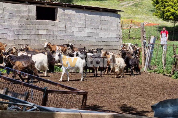 Στα ύψη η τιμή του οβελία. Πόσο πωλούν οι κτηνοτρόφοι στους  κρεοπώλες; (video)