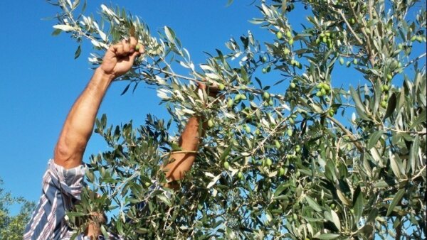 Χαλκίδα: Τους έπιασαν στα πράσα να κλέβουν 150 κιλά ελιές από χωράφι