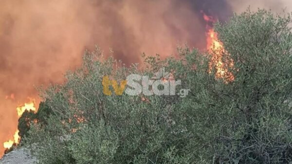 Πυροσβεστική: Σύλληψη και πρόστιμο για πρόκληση πυρκαγιάς στη Φωκίδα – 44 αγροτοδασικές πυρκαγιές το τελευταίο 24ωρο στη χώρα