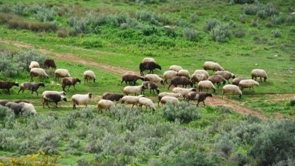 “Εμβολιασμός η μόνη λύση” λένε οι κτηνοτρόφοι – Π. Μαρινάκης: “Δεν υπάρχει εμβόλιο από την Ε.Ε.” (video)