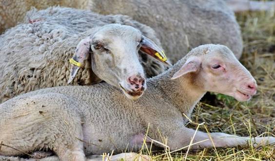 Πρωτοπόρα η Ευρυτανία – Τοποθετούνται ειδικά κολάρα σε αιγοπρόβατα για την απώθηση λύκων (βίντεο)