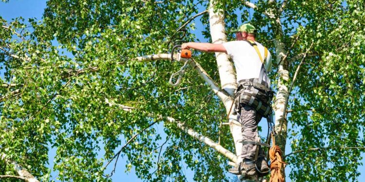 Τα δέντρα στη Λεωφόρο Καλυβίων θα κλαδέψουν την Πέμπτη τα συνεργεία του Δήμου Λαμιέων