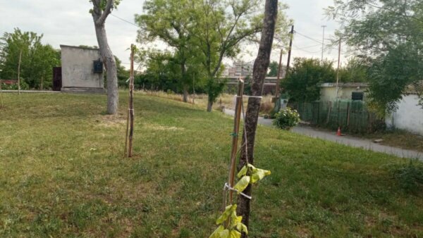 Βάνδαλοι κατέστρεψαν δέντρα που φυτεύτηκαν για τα θύματα των Τεμπών