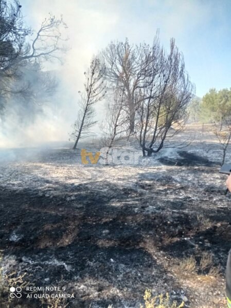Φωτιά τώρα σε πευκόφυτη περιοχή του δήμου Ερέτριας