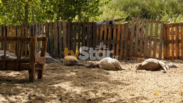 Λύκοι κατασπάραξαν κοπάδι στην Πέτρα Αλιάρτου.(video-photo)