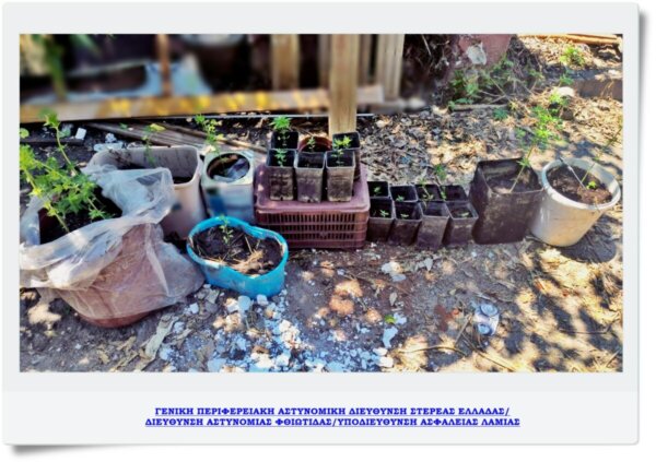 Φθιώτιδα: Καλλιεργούσε δενδύλλια κάνναβης στην αυλή του σπιτιού του