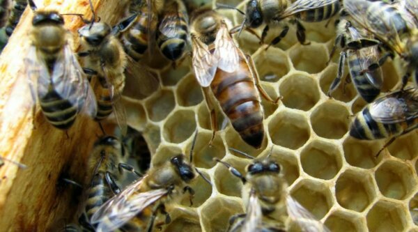 Οι μέλισσες της Εύβοιας και τα προϊόντα των αγροτικών φυλακών (video)