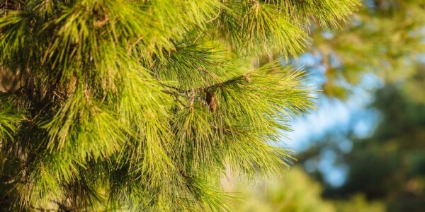 Σε ψεκασμούς για την καταπολέμηση της κάμπιας των πεύκων προχωρά ο Δήμος Λαμιέων