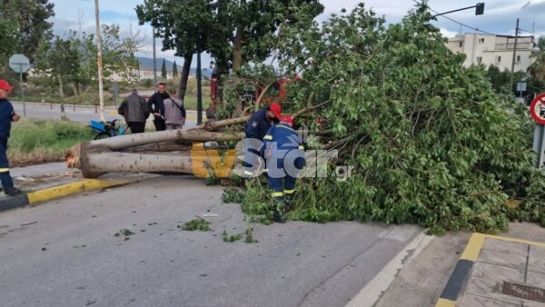 Λαμία: Έσπασε μεγάλο δένδρο. Σώθηκαν από θαύμα 2 οδηγοί. (φώτο video)