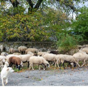 ΤΑ ΣΗΜΑΝΤΙΚΟΤΕΡΑ ΝΕΑ