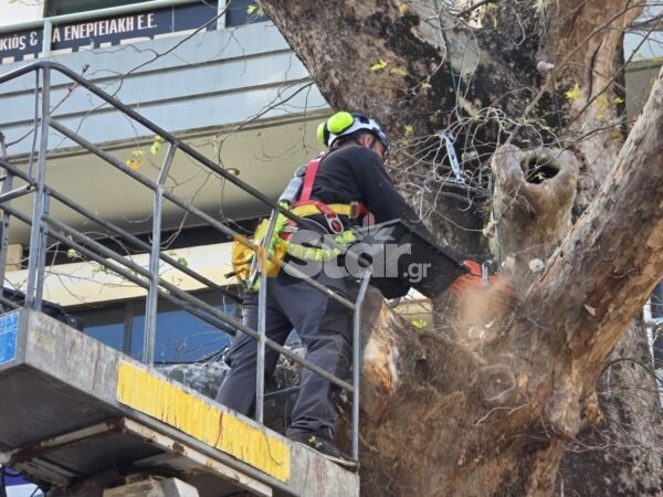 Κλάδεψαν ξερό πλάτανο στην πλατεία Λαού στη Λαμία. (φωτο video)