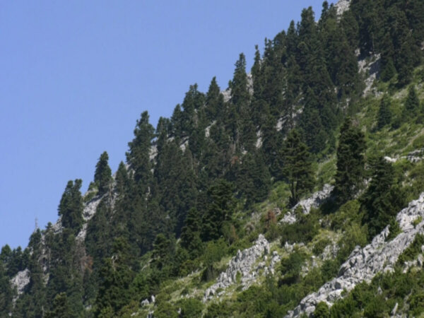 70 πυροσβέστες από την Ειδική Μονάδα Δασικών Επιχειρήσεων μόνιμα στα Ψαχνά για τη διαφύλαξη του δάσους της Κεντρικής Εύβοιας