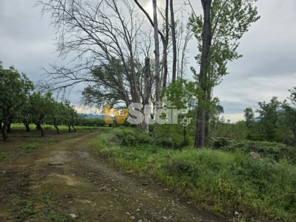 Φθιώτιδα: Μεθυσμένος 69χρονος πυροβόλησε και σκότωσε τον σκύλο της οικογένειας