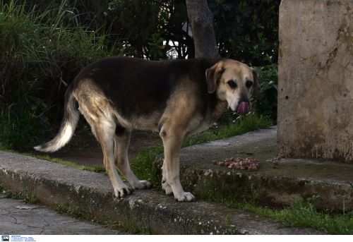 Θεσσαλονίκη: 59χρονος πέταξε βενζίνη στο πρόσωπο 22χρονης μετά από καβγά για έναν αδέσποτο σκύλο