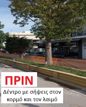 Η απάντηση του Δήμου Χαλκιδέων, σχετικά με τις αντιδράσεις για την κοπή δέντρων