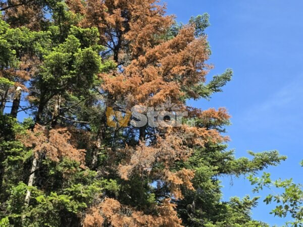 Είναι ανάγκη να υλοτομηθούν τα ξερά έλατα στα δάση της Στερεάς Ελλάδας. (video)