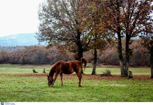 Θεσσαλονίκη: Προκαταρκτική έρευνα για τον τραυματισμό 9χρονου έπειτα από επίθεση αλόγου