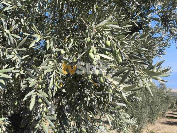 Στα 80 λεπτά το κιλό η τιμή της πράσινης ελιάς (video)
