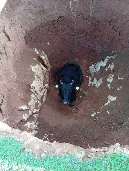 Αγελάδα εγκλωβίστηκε σε μεγάλη τρύπα. Καρέ καρέ η επιχείρηση διάσωσης. (φωτορεπορτάζ)