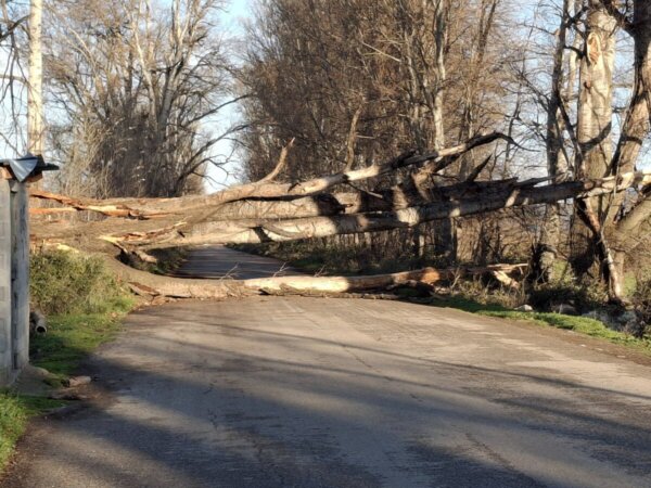 Τα μποφόρ “γκρεμίζουν” λεύκες στην Κωπαίδα. Προσωρινή διακοπή κυκλοφορίας (photo)