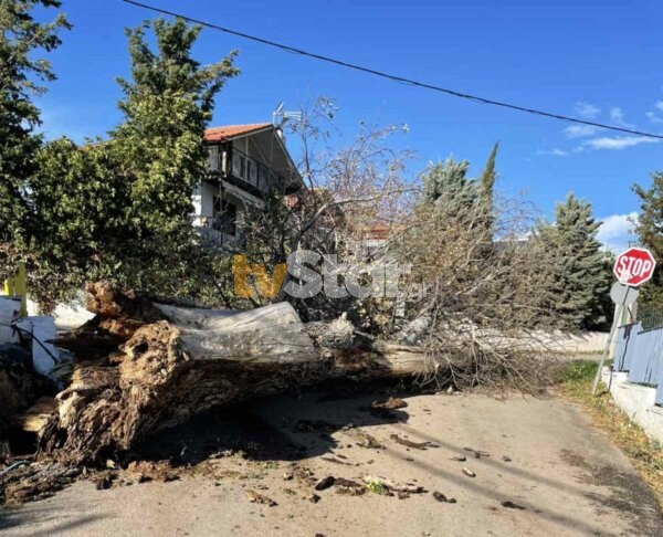 Αλίαρτος: Πτώσεις δέντρων, φωτιά σε κολώνες της ΔΕΗ και απαγόρευση κυκλοφορίας από τις ριπές ανέμων (video)
