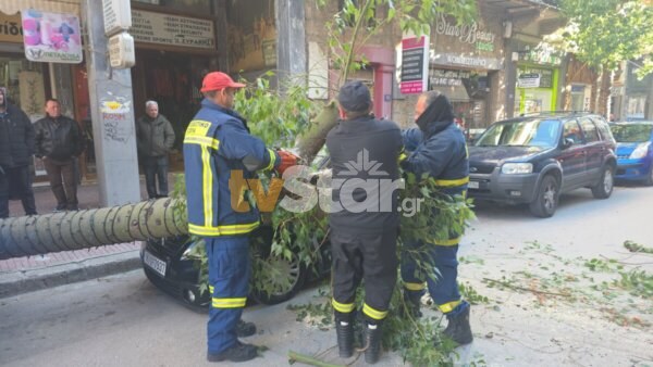 Μεγάλο δένδρο ξεριζώθηκε στο κέντρο της Λαμίας. Έπεσε πάνω σε Ι. Χ. (φωτο video)