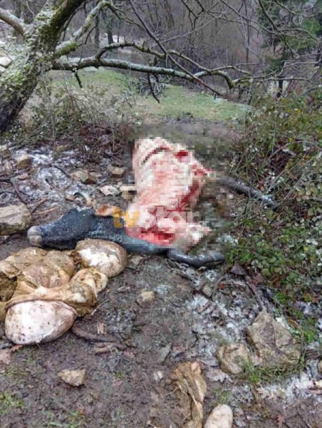 Λύκοι κατασπάραξαν ζώο στα Άγραφα πολύ κοντά σε χωριό