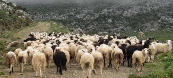 “Ακατανόητη η άρνηση στον εμβολιασμό, η Γαλλία έδρασε μόνη της στη νόσο των πτηνών” (video)