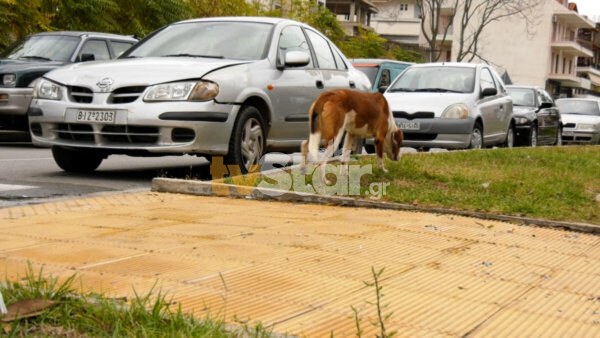 Λιβαδειά: Νέα επίθεση αδέσποτων με θύμα μια εκπαιδευτικό. (video)