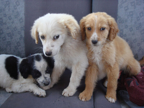 Ο Δήμος Θηβαίων εγκαινιάζει νέα κατηγορία στο επίσημο site για την υιοθεσία αδέσποτων