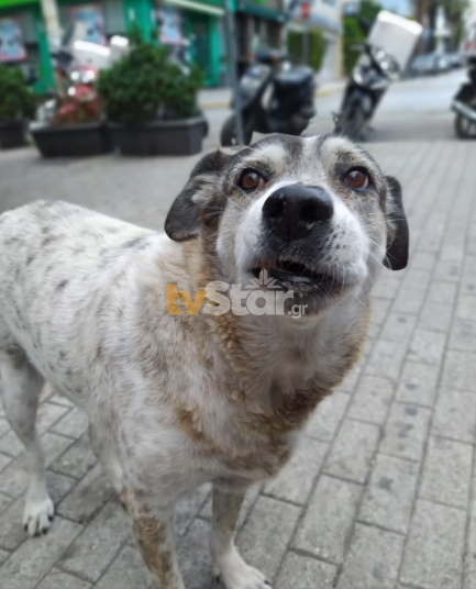 Τάσος: Ο σκύλος που έγραψε ιστορία στην πόλη της Χαλκίδας