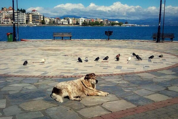 Για τον Τάσο που αγαπήσαμε ο δήμος Χαλκιδέων θα κατασκευάσει καλλιτεχνικό ομοίωμα