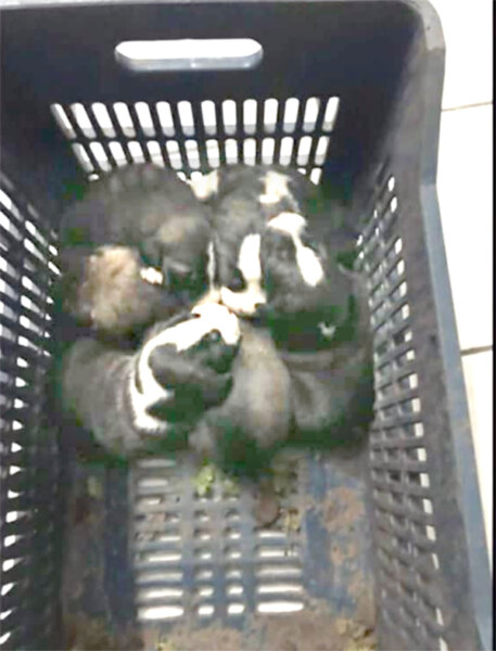 Καταγγελίες για εγκατάλειψη αδέσποτων από άλλες περιοχές στη Λιβαδειά – Παρέμβαση του Δήμου Λεβαδέων και Εθελοντών Φιλόζωων