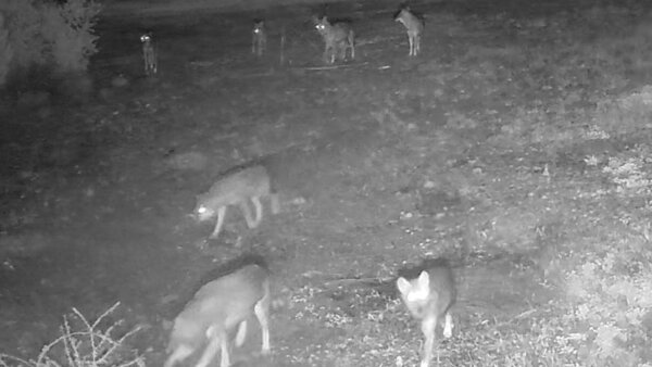 Λύκοι κομμάτιασαν 2 γαϊδουράκια στη Φωκίδα. (video)