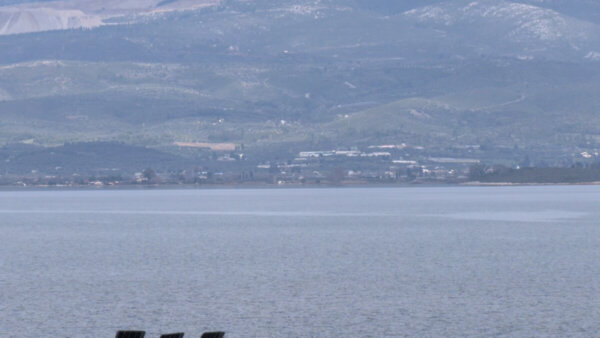 Μωβ μέδουσες: Μέτρα στήριξης των επιχειρήσεων ζητά το Επιμελητήριο Εύβοιας