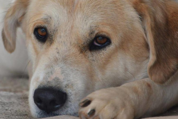 Ο Δήμος Λεβαδέων καταγγέλλει απερίφραστα το περιστατικό δηλητηρίασης αδέσποτου ζώου