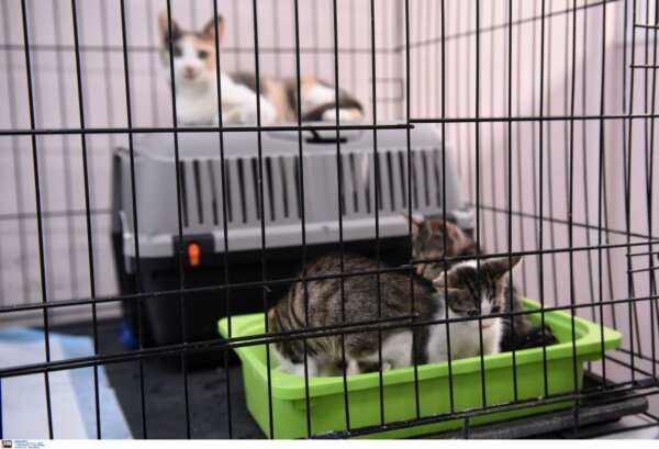 Επιτροπή Ανταγωνισμού: Πρόστιμα σχεδόν 500.000 ευρώ σε εταιρείες ζωοτροφών για καθορισμό τιμών μεταπώλησης