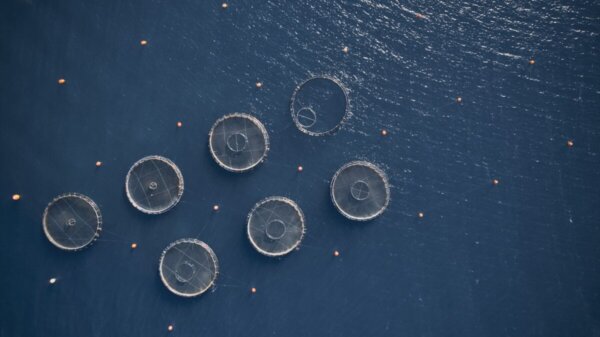 Άνοδος των εξαγωγών ψαριών ελληνικής ιχθυοκαλλιέργειας το 2025