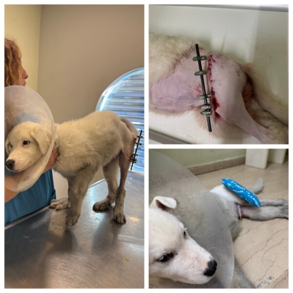 Τον βρήκαν εθελοντές σε άθλια κατάσταση και τον έσωσαν