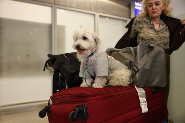 Διεθνές ενδιαφέρον για την ελληνική επιχείρηση επαναπατρισμού 101 πολιτών και 45 κατοικίδιων από τη Μέση Ανατολή