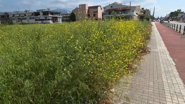 Δήμος Λαμιέων: Καθαρίστε τα οικόπεδά σας. Έρχονται πρόστιμα στους παραβάτες. (video)