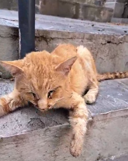 Πέθανε από δηλητήριο στο κέντρο της Λαμίας – Τέσσερις ώρες ψυχορραγούσε και αδιαφορούσαν  όλοι