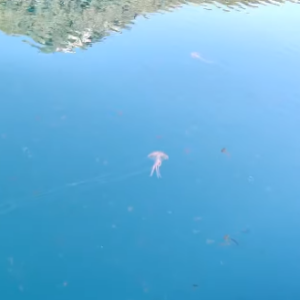 ΤΑ ΣΗΜΑΝΤΙΚΟΤΕΡΑ ΝΕΑ