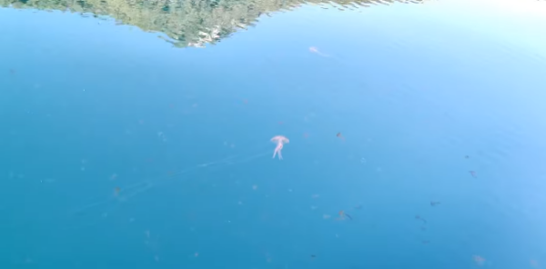 Οι μέδουσες είναι ΕΔΩ και φέτος – Θα προλάβουν οι δήμοι να τοποθετήσουν δίχτυα;